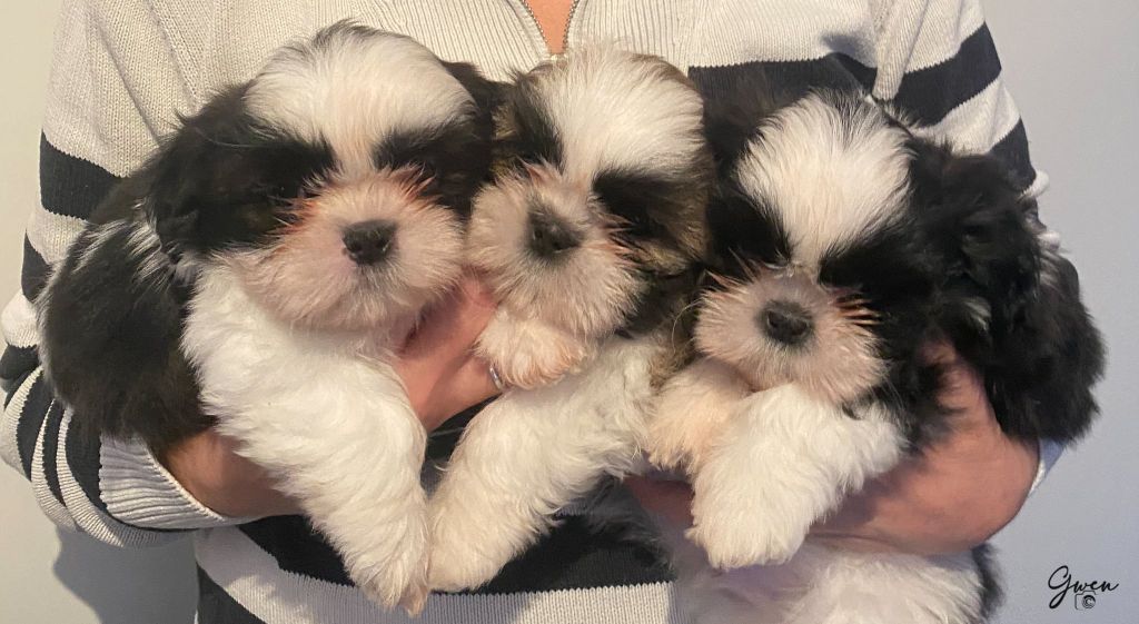 Lyns-Avenly - Très jolis chiots disponibles chez une amie