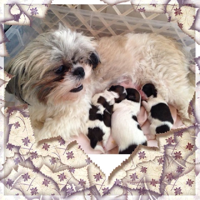 Lyns-Avenly - Shih Tzu - Portée née le 01/10/2014