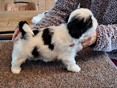 Wrapped as a Ladybird (Coccy)