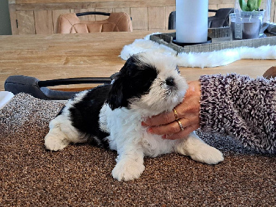 Winston (Marcus)