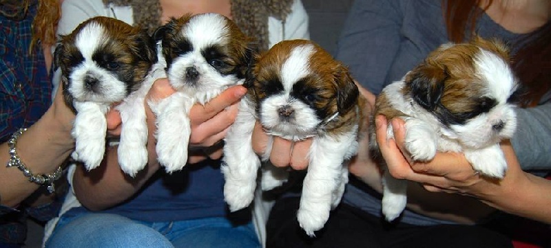 Lyns-Avenly - Shih Tzu - Portée née le 17/03/2014